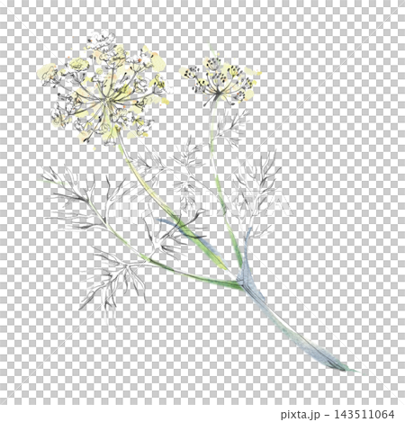 Dill, verbena flowering medicinal herbs, yarrow, Cosmos and chamomile wild garden plants. Isolated pencil and watercolor hand drawn illustration. Gardening magazines, ecological projects, home decor 143511064
