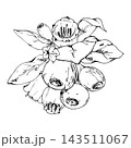 Woodland bilberry, huckleberry berry rosette of ripening fruit, bell blossoms, foliage. Isolated illustration hand drawn in vector ink. Seasonal calendars, phenology studies, environmental education 143511067