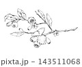 Detailed huckleberry, forest bilberry shrub. Flowering twigs, mature berries, leafy branch. Illustration hand drawn in vector ink. Woodland conservation, ecological restoration, forestry publications 143511068