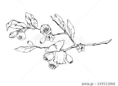 Detailed huckleberry, forest bilberry shrub. Flowering twigs, mature berries, leafy branch. Illustration hand drawn in vector ink. Woodland conservation, ecological restoration, forestry publications Detailed huckleberry, forest bilberry shrub. Flowering twigs, mature berries, leafy branch. Illustration hand drawn in vector ink. Woodland conservation, ecological restoration, forestry publications 143511068
