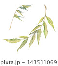 Fresh green wisteria, ash tree, wing-nut, rowan foliage, sumac leaves, long feathered leaflets stalk. Watercolor botanical illustration hand drawn in crayon pencil. Sketchbook covers, nature graphics 143511069