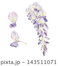 Cascading purple wisteria glycine raceme, single flowers close-up in detailed botanical style hand drawn in crayon pencil. Floral branding, wedding invitations, travel materials, real estate brochures 143511071