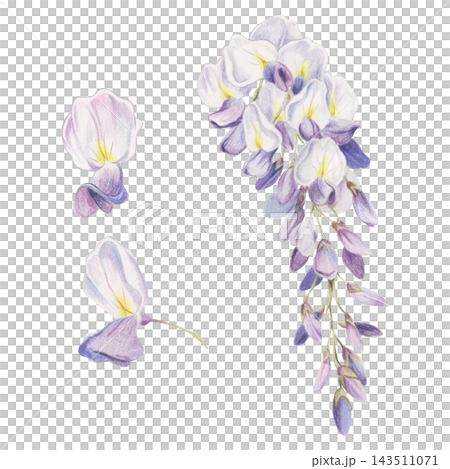 Cascading purple wisteria glycine raceme, single flowers close-up in detailed botanical style hand drawn in crayon pencil. Floral branding, wedding invitations, travel materials, real estate brochures Cascading purple wisteria glycine raceme, single flowers close-up in detailed botanical style hand drawn in crayon pencil. Floral branding, wedding invitations, travel materials, real estate brochures 143511071