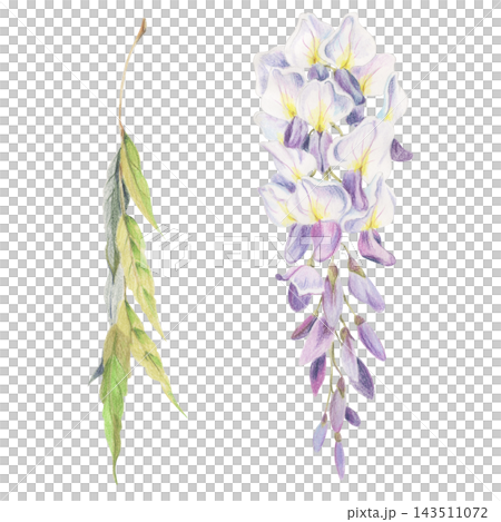 Elegant hanging wisteria blossoms cluster, feathered leaves branch. Watercolor botanical illustration hand drawn in crayon colored pencil. Garden publications, bath products, home fragrance packaging Elegant hanging wisteria blossoms cluster, feathered leaves branch. Watercolor botanical illustration hand drawn in crayon colored pencil. Garden publications, bath products, home fragrance packaging 143511072