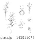 Rosemary, savory, lavender aromatic herbs, long thin leaves on stalks, flowers and buds hand drawn in pencil. Relaxation journals, herbal workshop, perfumery education, natural cosmetics references 143511074