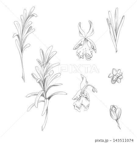 Rosemary, savory, lavender aromatic herbs, long thin leaves on stalks, flowers and buds hand drawn in pencil. Relaxation journals, herbal workshop, perfumery education, natural cosmetics references Rosemary, savory, lavender aromatic herbs, long thin leaves on stalks, flowers and buds hand drawn in pencil. Relaxation journals, herbal workshop, perfumery education, natural cosmetics references 143511074