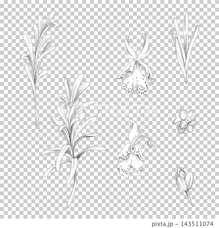 Rosemary, savory, lavender aromatic herbs, long thin leaves on stalks, flowers and buds hand drawn in pencil. Relaxation journals, herbal workshop, perfumery education, natural cosmetics references Rosemary, savory, lavender aromatic herbs, long thin leaves on stalks, flowers and buds hand drawn in pencil. Relaxation journals, herbal workshop, perfumery education, natural cosmetics references 143511074