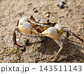 干潟や河口にいるアシハラガニ 143511143