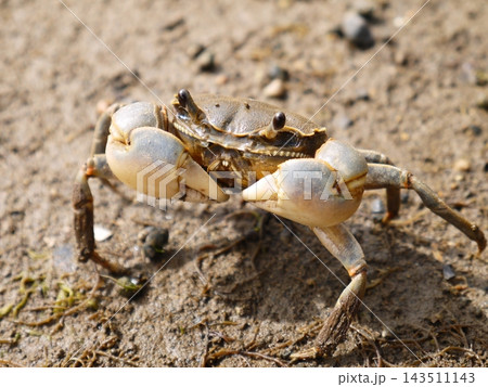 干潟や河口にいるアシハラガニ 干潟や河口にいるアシハラガニ 143511143