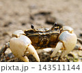 干潟や河口にいるアシハラガニ 143511144