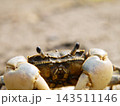 干潟や河口にいるアシハラガニ 143511146