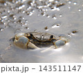 干潟や河口にいるアシハラガニ 143511147