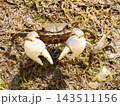 干潟や河口にいるアシハラガニ 143511156