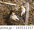 干潟や河口にいるアシハラガニ 143511157