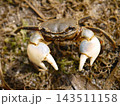 干潟や河口にいるアシハラガニ 143511158