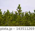 海岸防風林（クロマツ） 143511269