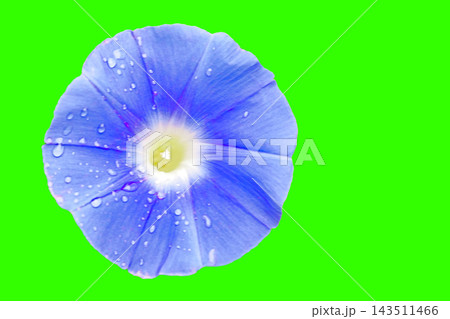 家の周りの草花 四季の色々 夏の早朝 庭の木陰に美しい赤や紫の大輪の花が咲き始めました 家の周りの草花 四季の色々 夏の早朝 庭の木陰に美しい赤や紫の大輪の花が咲き始めました 143511466
