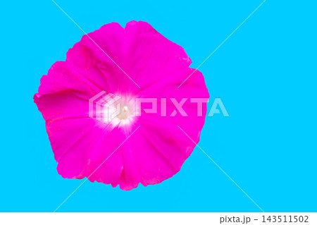 家の周りの草花　四季の色々　夏の早朝　庭の木陰に美しい赤や紫の大輪の花が咲き始めました 143511502