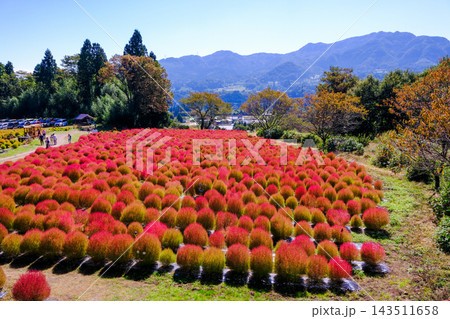 紅葉したホウキグサ 紅葉したホウキグサ 143511658