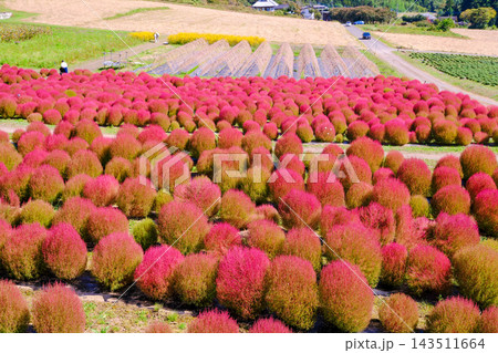 紅葉したコキアの花畑 紅葉したコキアの花畑 143511664