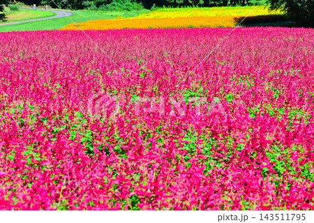 満開のお花畑 サルビア 満開のお花畑 サルビア 143511795