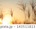 夕日に照らされるススキ 143511813