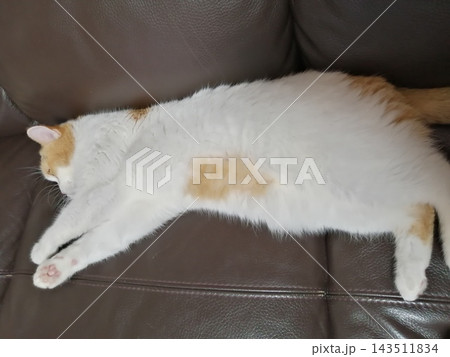伸びて眠る三毛猫 伸びて眠る三毛猫 143511834