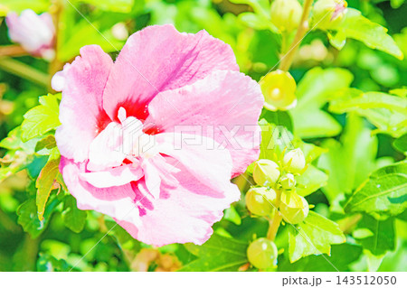 家の周りの草花 四季の色々 初夏の公園に美しい白色やピンクのムクゲの花が咲き始めました 家の周りの草花 四季の色々 初夏の公園に美しい白色やピンクのムクゲの花が咲き始めました 143512050