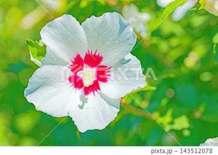 家の周りの草花　四季の色々　初夏の公園に美しい白色やピンクのムクゲの花が咲き始めました 143512078
