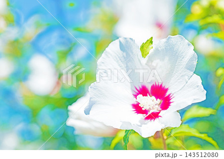 家の周りの草花 四季の色々 初夏の公園に美しい白色やピンクのムクゲの花が咲き始めました 家の周りの草花 四季の色々 初夏の公園に美しい白色やピンクのムクゲの花が咲き始めました 143512080