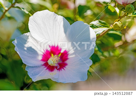 家の周りの草花　四季の色々　初夏の公園に美しい白色やピンクのムクゲの花が咲き始めました 143512087