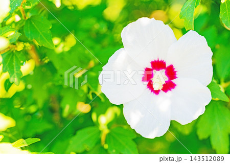 家の周りの草花 四季の色々 初夏の公園に美しい白色やピンクのムクゲの花が咲き始めました 家の周りの草花 四季の色々 初夏の公園に美しい白色やピンクのムクゲの花が咲き始めました 143512089