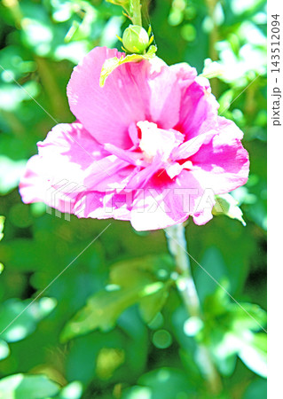 家の周りの草花 四季の色々 初夏の公園に美しい白色やピンクのムクゲの花が咲き始めました 家の周りの草花 四季の色々 初夏の公園に美しい白色やピンクのムクゲの花が咲き始めました 143512094