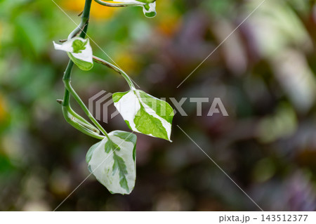 Small heart shaped green white variegated leaves grow along slender curling stem pale leaf markings soft blurred foliage behind them close view of ornamental plant growth 143512377