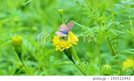 花の蜜を吸うウラナミシジミ 143512442