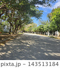 公園散歩、木漏れ日の道を歩こう 143513184