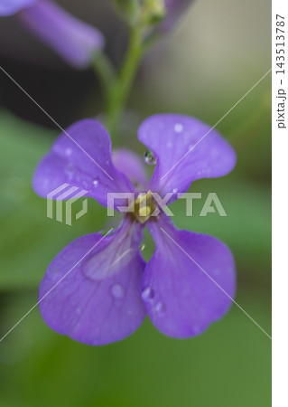 家の周りの草花 四季の色々 初夏の頃近くの森の木陰に美しいムラサキに輝くムラサキハナナが咲いています 家の周りの草花 四季の色々 初夏の頃近くの森の木陰に美しいムラサキに輝くムラサキハナナが咲いています 143513787