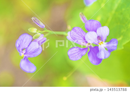家の周りの草花 四季の色々 初夏の頃近くの森の木陰に美しいムラサキに輝くムラサキハナナが咲いています 家の周りの草花 四季の色々 初夏の頃近くの森の木陰に美しいムラサキに輝くムラサキハナナが咲いています 143513788