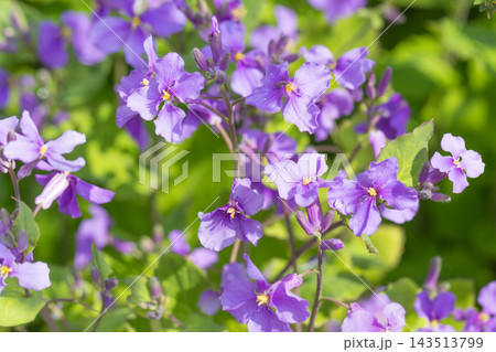 家の周りの草花 四季の色々 初夏の頃近くの森の木陰に美しいムラサキに輝くムラサキハナナが咲いています 家の周りの草花 四季の色々 初夏の頃近くの森の木陰に美しいムラサキに輝くムラサキハナナが咲いています 143513799