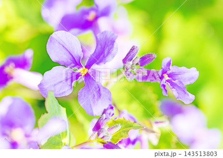 家の周りの草花　四季の色々　初夏の頃近くの森の木陰に美しいムラサキに輝くムラサキハナナが咲いています 143513803