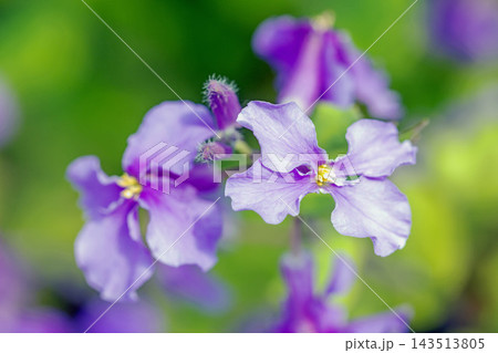家の周りの草花　四季の色々　初夏の頃近くの森の木陰に美しいムラサキに輝くムラサキハナナが咲いています 143513805