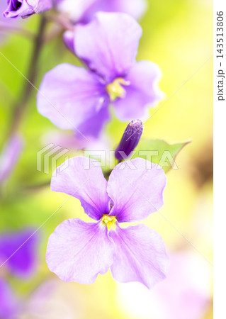 家の周りの草花　四季の色々　初夏の頃近くの森の木陰に美しいムラサキに輝くムラサキハナナが咲いています 143513806
