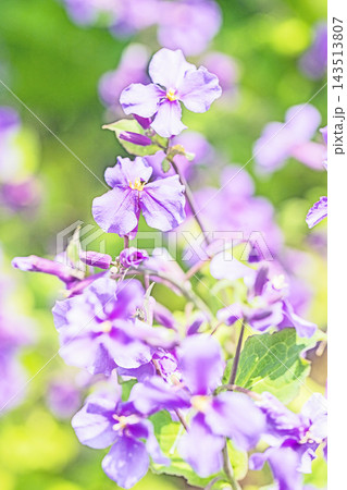 家の周りの草花　四季の色々　初夏の頃近くの森の木陰に美しいムラサキに輝くムラサキハナナが咲いています 143513807