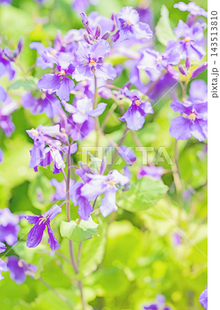 家の周りの草花 四季の色々 初夏の頃近くの森の木陰に美しいムラサキに輝くムラサキハナナが咲いています 家の周りの草花 四季の色々 初夏の頃近くの森の木陰に美しいムラサキに輝くムラサキハナナが咲いています 143513810