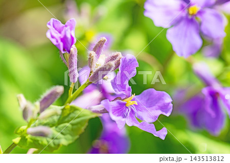 家の周りの草花　四季の色々　初夏の頃近くの森の木陰に美しいムラサキに輝くムラサキハナナが咲いています 143513812