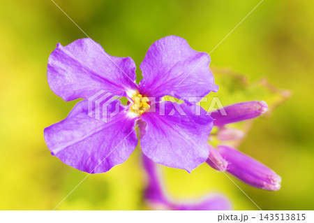 家の周りの草花　四季の色々　初夏の頃近くの森の木陰に美しいムラサキに輝くムラサキハナナが咲いています 143513815