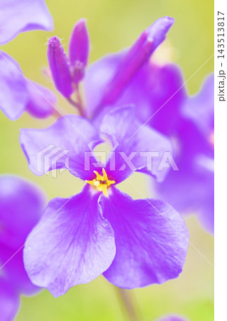 家の周りの草花　四季の色々　初夏の頃近くの森の木陰に美しいムラサキに輝くムラサキハナナが咲いています 143513817