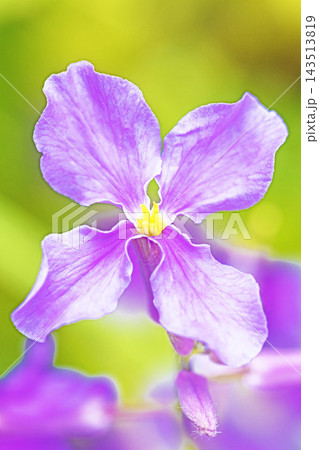 家の周りの草花 四季の色々 初夏の頃近くの森の木陰に美しいムラサキに輝くムラサキハナナが咲いています 家の周りの草花 四季の色々 初夏の頃近くの森の木陰に美しいムラサキに輝くムラサキハナナが咲いています 143513819