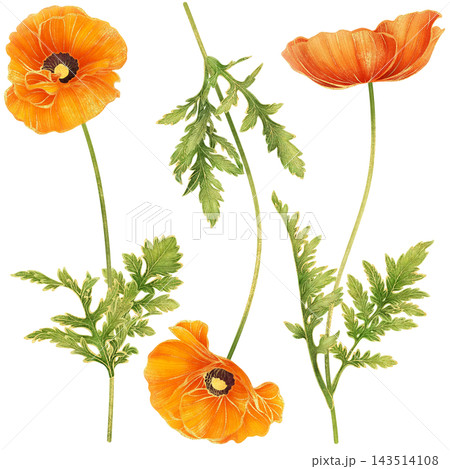 A set of gorgeous realistic botanical painting with gold outline of orange poppy flowers with green leaves 143514108