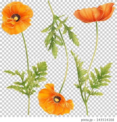 A set of gorgeous realistic botanical painting with gold outline of orange poppy flowers with green leaves 143514108